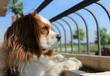 Included Services with Pet Insurance Coverage Included Services with Pet Insurance Coverage