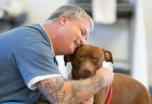 Give Your Dog Best Training in Tampa Give Your Dog Best Training in Tampa