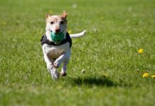 Dog Training Classes Are Always Worth What You Pay for Them Dog Training Classes Are Always Worth What You Pay for Them