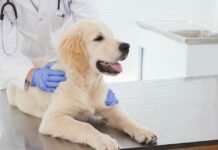 Do You Need Pet Insurance? Pet Insurance