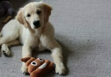 Must-Have Dog Products Every Dog Owner Should Consider Must-Have Dog Products Every Dog Owner Should Consider