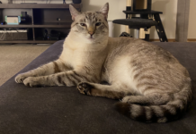 Finding The Best Pet Camera Finding The Best Pet Camera