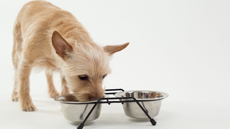 Choose Suitable Bowl and Distributor for Your Dog