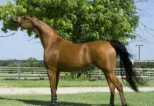 Online Purchase of Equine Protection Online Purchase of Equine Protection