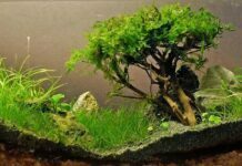 Smart Options for the Aquarium Moss Smart Options for the Aquarium Moss