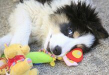 Essential Apps to Take Care of Your Pet