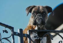 What Is the Best Guard Dog for a Family? What Is the Best Guard Dog for a Family