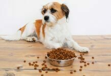 Pomeranian lulu: how to choose the best feed for this breed? how to choose the best feed for this breed