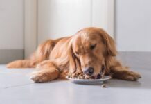 Choose the Right Dog Food and Accessories for Your Canine Companion Choose the Right Dog Food and Accessories for Your Canine Companion