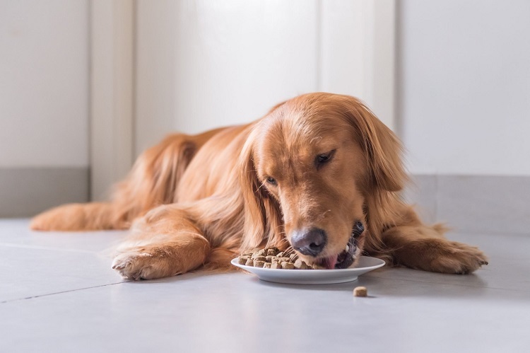 Choose the Right Dog Food and Accessories for Your Canine Companion