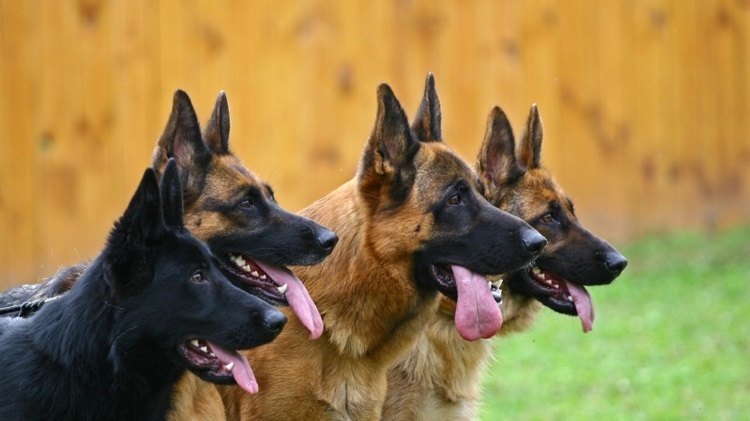 Why German Shepherds Make Great Family Pets