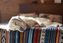 Consider Putting Your Pet to Sleep When Its End of Life Seems Imminent Pet to Sleep