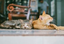 How to give your cat a home health check cat a home health check