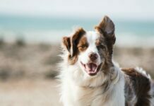 5 Common Puppy Health Problems to Watch Out For Puppy Health