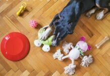 How To Choose The Right Toy For Your Dog? Toy For Your Dog