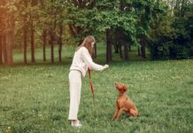Why Balanced Dog Training is the Best Training Method Dog Training
