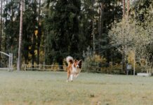 6 Top Herding Dog Breeds Dog Breeds