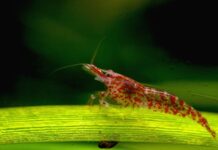 Cherry Shrimp: Colors, Breeding & Care Tips Cherry Shrimp